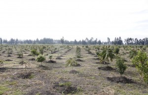 Nuevas áreas de protección ambiental en el municipio de Mosquera