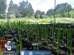 Se crea vivero con árboles nativos de la región en Facatativá