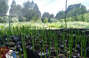 Se crea vivero con árboles nativos de la región en Facatativá