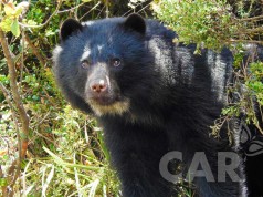 Más de 70 especies silvestres de Cundinamarca y Boyacá se encuentran en amenaza de extinción