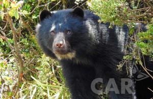 Más de 70 especies silvestres de Cundinamarca y Boyacá se encuentran en amenaza de extinción