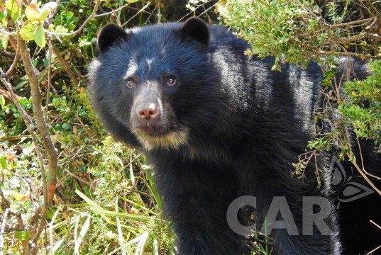 Más de 70 especies silvestres de Cundinamarca y Boyacá se encuentran en amenaza de extinción