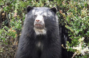 Una osa fue avistada junto con su cría en el corredor de Chingaza