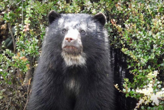 Una osa fue avistada junto con su cría en el corredor de Chingaza