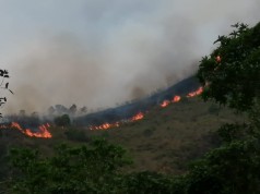 Incendios en Cundinamarca han afectado al menos 20 especies de fauna