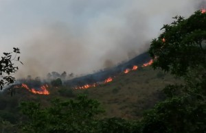Incendios en Cundinamarca han afectado al menos 20 especies de fauna