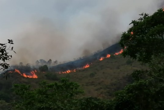 Incendios en Cundinamarca han afectado al menos 20 especies de fauna