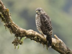 Aves migratorias visitarán Cundinamarca