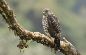 Aves migratorias visitarán Cundinamarca