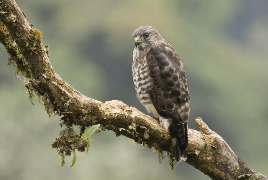 Aves migratorias visitarán Cundinamarca