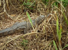 Cría de cocodrilo aguja fue liberada en el río Bogotá