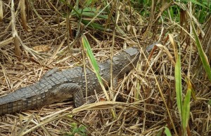 Cría de cocodrilo aguja fue liberada en el río Bogotá