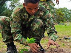 Se siembran 320 árboles en áreas afectadas por incendios forestales en la Base Militar de Tolemaida