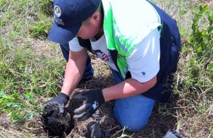Continúa la siembra de árboles nativos para recuperar las áreas afectadas por incendios
