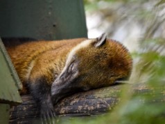 Pólvora también es una amenaza para bosques y animales