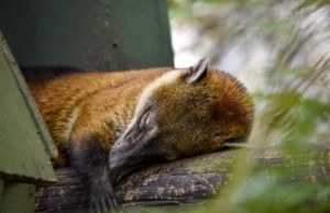 Pólvora también es una amenaza para bosques y animales