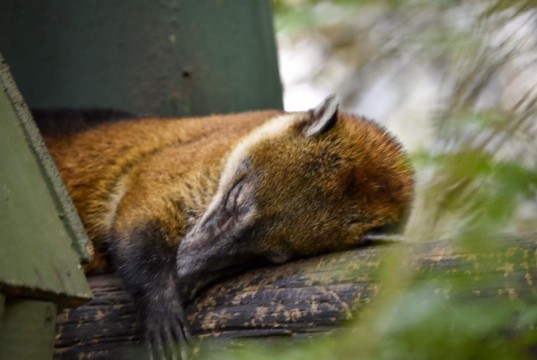 Pólvora también es una amenaza para bosques y animales