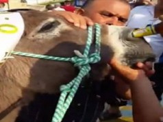Rechazó causó el maltrato animal del que fue víctima un burro durante la celebración del Festival del Mango