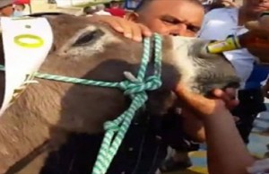 Rechazó causó el maltrato animal del que fue víctima un burro durante la celebración del Festival del Mango