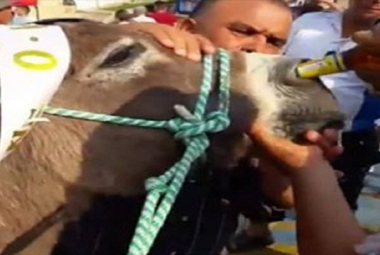 Rechazó causó el maltrato animal del que fue víctima un burro durante la celebración del Festival del Mango
