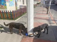 En este inició de aislamiento obligatorio ayuda a quienes no tienen voz