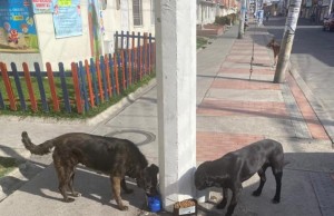 En este inició de aislamiento obligatorio ayuda a quienes no tienen voz