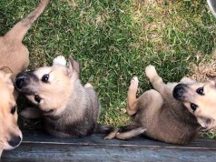 Mascotas no son transmisores del coronavirus