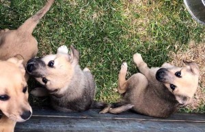 Mascotas no son transmisores del coronavirus