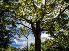 Bosques y árboles esenciales para un futuro sostenible en Cundinamarca