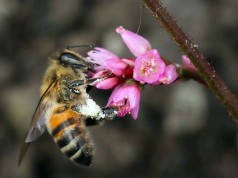Las Abejas, aliadas silenciosas del medio ambiente cundinamarqués