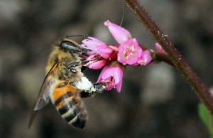 Las Abejas, aliadas silenciosas del medio ambiente cundinamarqués