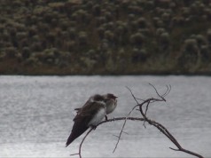 Día internacional de las aves, Colombia primera en el mundo en riqueza de aves