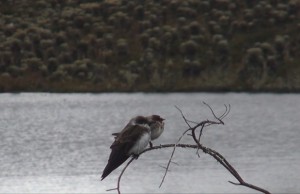 Día internacional de las aves, Colombia primera en el mundo en riqueza de aves