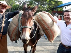 Reactivación económica inicia en el campo: Gobernador de Cundinamarca