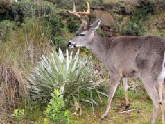 Conservando los ecosistemas de la región se protege la vida silvestre