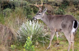 Conservando los ecosistemas de la región se protege la vida silvestre