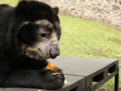 Más de 700 millones se invierten para alimentación de la fauna silvestre de los zoológicos de Cundinamarca