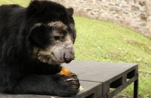 Más de 700 millones se invierten para alimentación de la fauna silvestre de los zoológicos de Cundinamarca