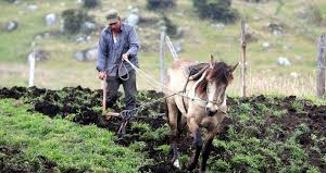Campesinos de Cundinamarca conocieron resultados del Programa de Proyectos Productivos de la Unidad de Restitución de Tierras