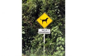 Cundinamarca impulsa la protección y cuidado de los animales de compañía