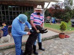 Gran jornada de vacunación de perros y gatos contra la rabia en Cundinamarca