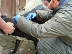 Más de 25 mil perros y gatos vacunados contra la rabia en Cundinamarca