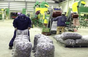 Cundinamarca comprará 1.200 toneladas de papa para apoyar a campesinos