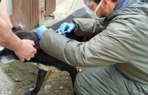 Más de 25 mil perros y gatos vacunados contra la rabia en Cundinamarca