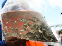 Cerca de 200 mil alevinos fueron liberados en el Río Magdalena para su repoblamiento