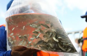 Cerca de 200 mil alevinos fueron liberados en el Río Magdalena para su repoblamiento