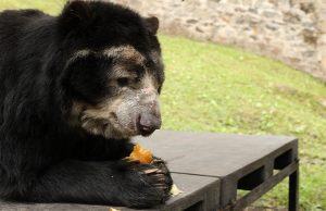 79 toneladas de alimentos para la fauna silvestre de bioparques y zoológicos de la región