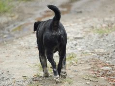 Caso de maltrato animal en Funza