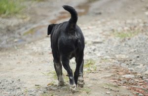 Caso de maltrato animal en Funza