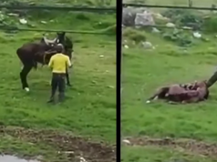 Presunto caso de maltrato animal en Funza